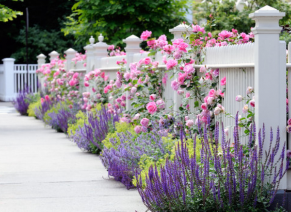 Taman cottage dengan pagar putih dan taman bunga berlimpah